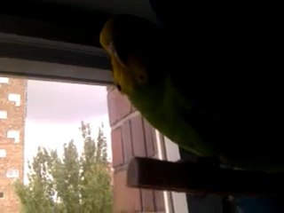 Kiwi la commère