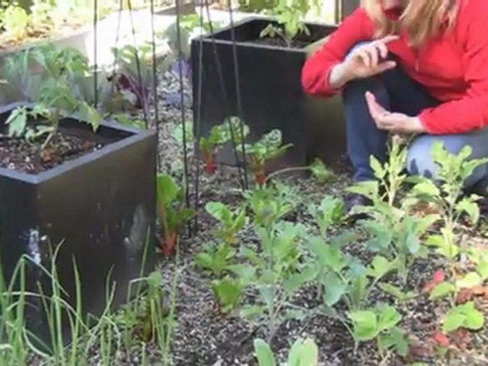 Oct. 9/11 Senga's Vlog - How to Grow Swiss Chard