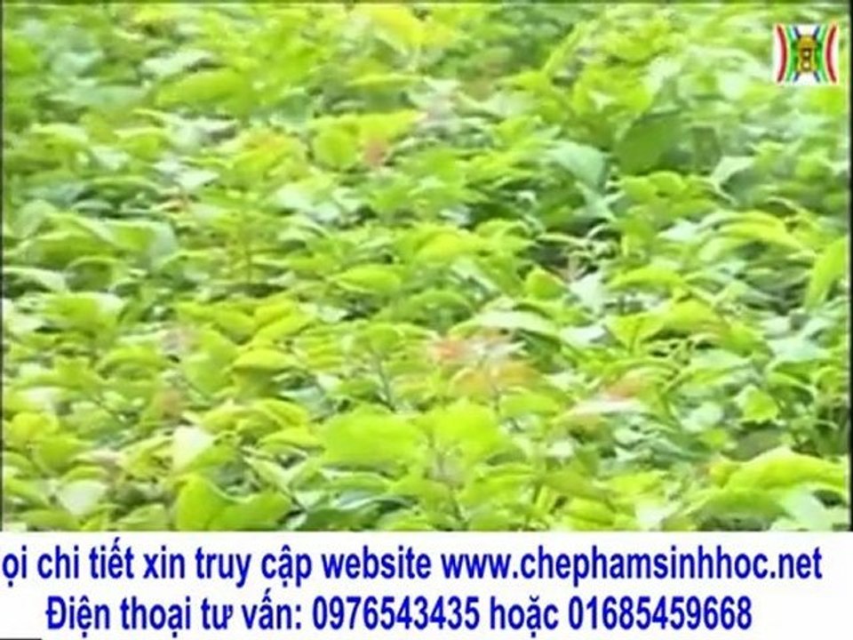 Kết quả sử dụng chế phẩm sinh học  Vườn Sinh Thái Trung Việt - TH Hà Nội