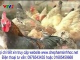 VTV2 - kết quả sử dụng chế phẩm sinh học cho gà đẻ và nuôi vịt tại tỉnh thái bình