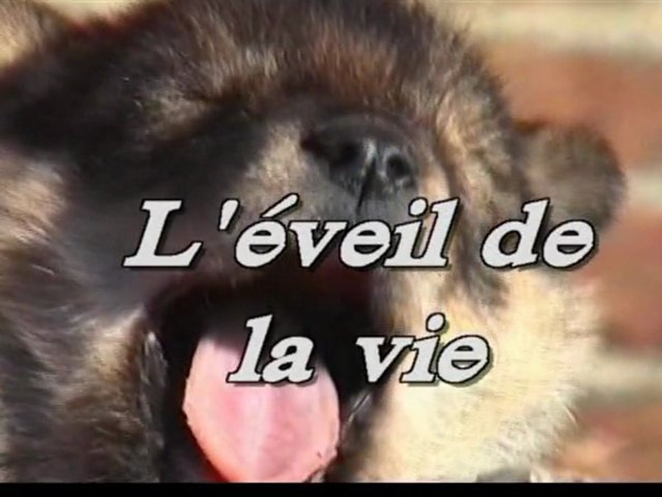 1998.12 L'éveil de la vie, les chiots de maeve