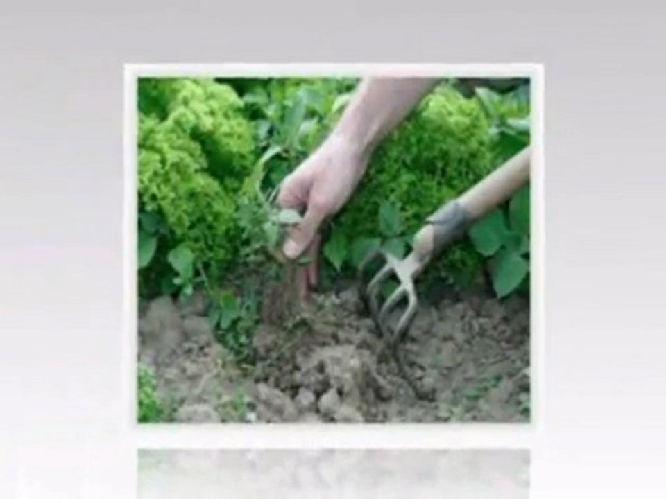 Vegetable Garden Bed