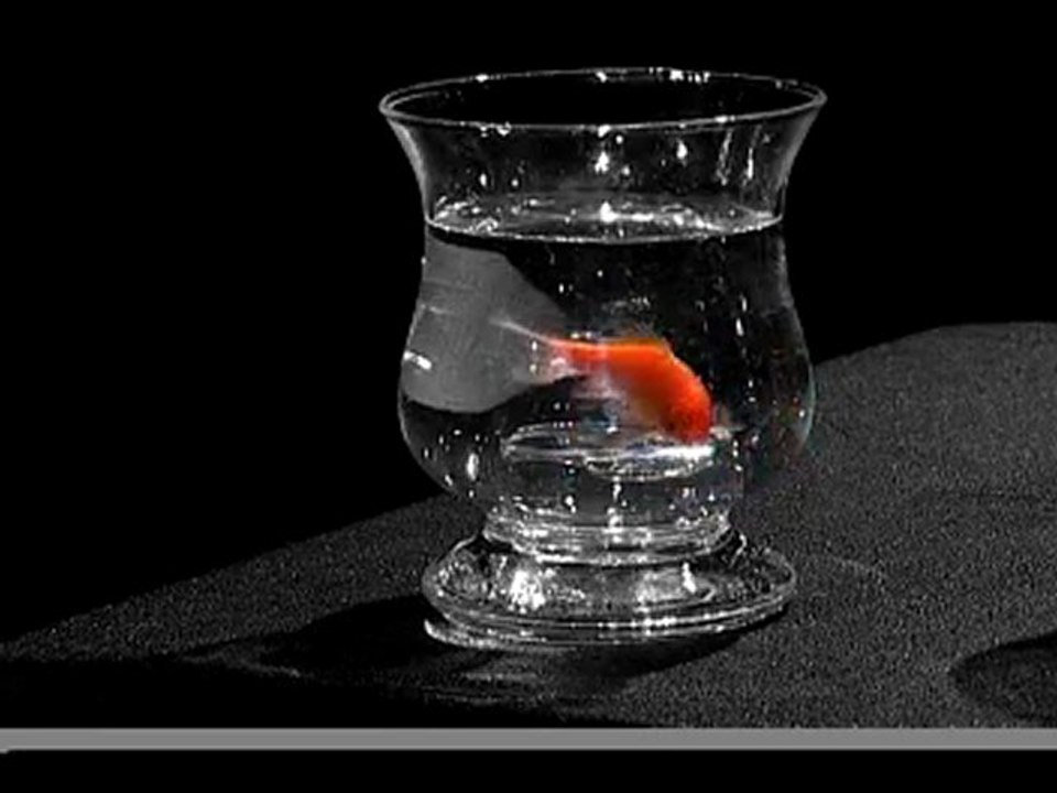 Fish act