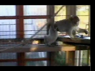 Refuge pour Singes en Danger. VISITE du Refuge & du Conservatoire Partie 1.