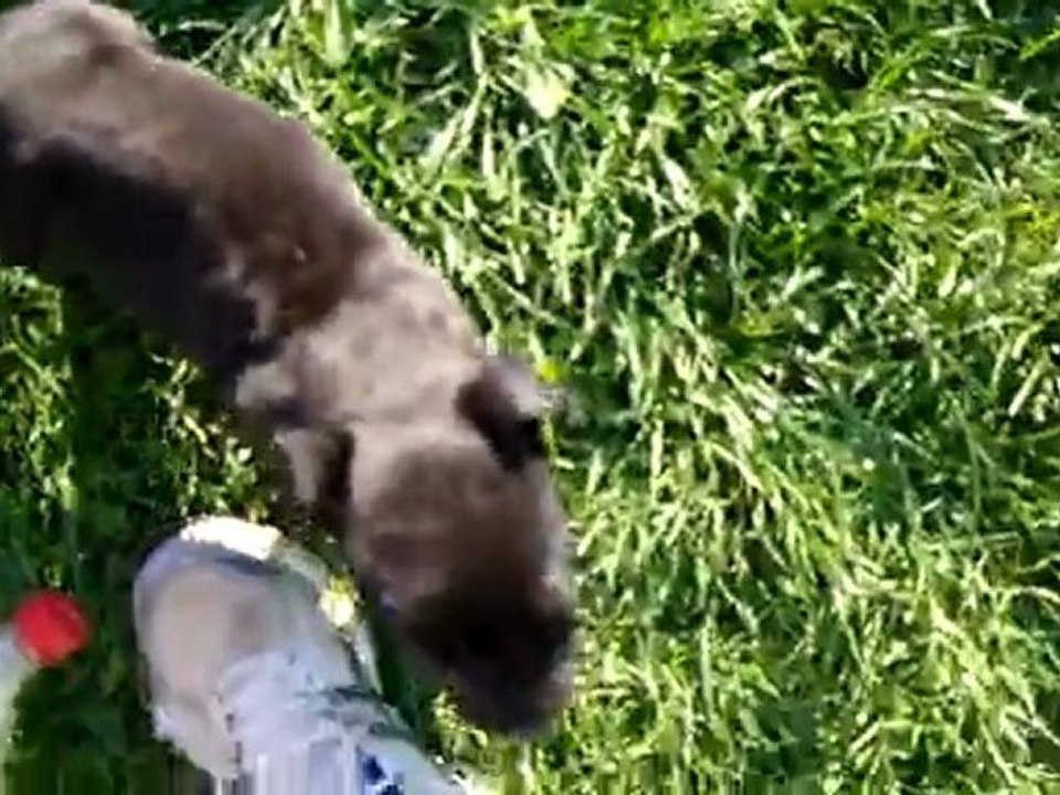 Sauvetage du petit SAM