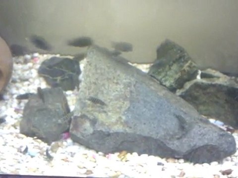 fo ilangi yavruları