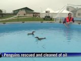 N.Z. oil spill hits wildlife in pristine bay