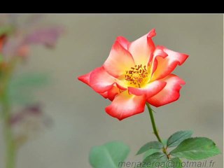 ~~Les roses d'octobre~~