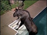 Moose stuck in swimming pool