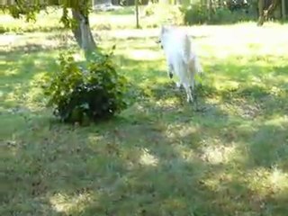 famille berger blanc suisse