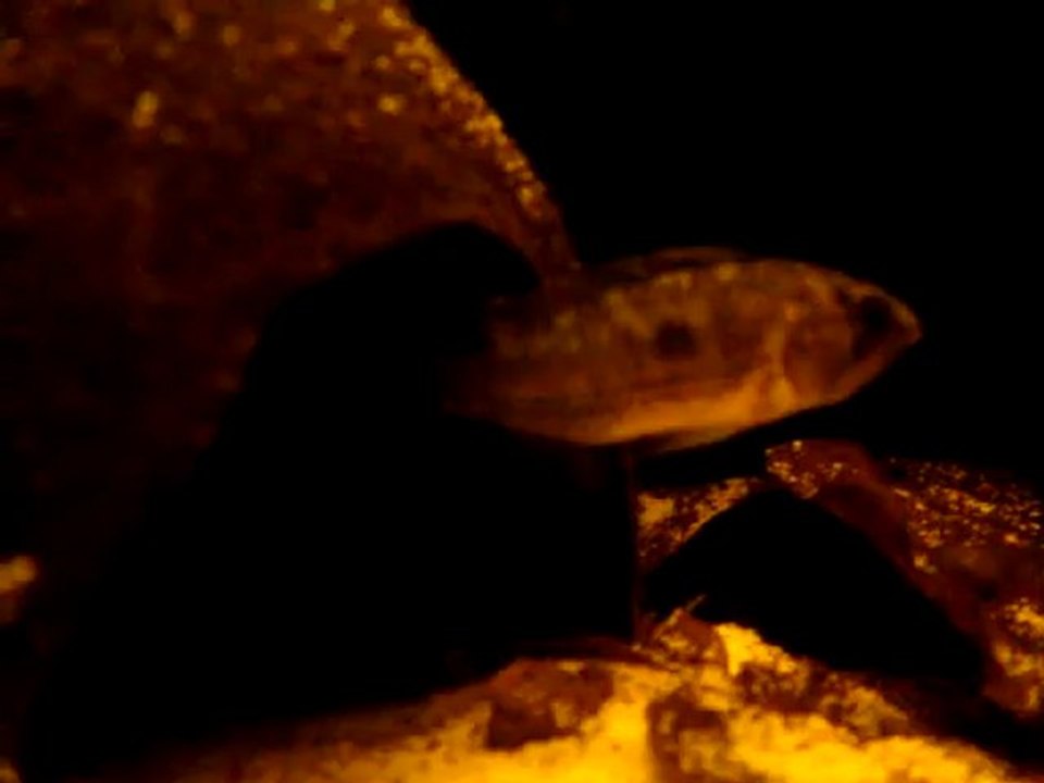 femelle apistogramma cacatuoides perou sauvage