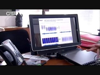 Les cafards spéculateurs