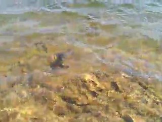 Bilent Yıldırım sazan geri iade,carp catch&release