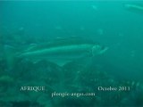 plongee du 3 octobre 2011 sur l'Afrique
