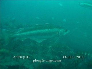 plongee du 3 octobre 2011 sur l'Afrique