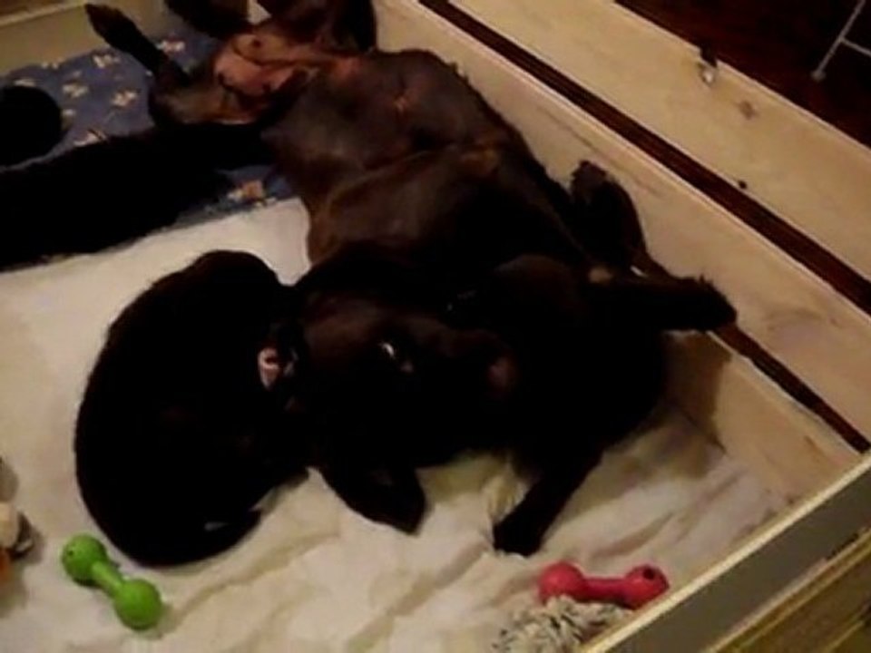 le mâle cherche un câlin désespérément