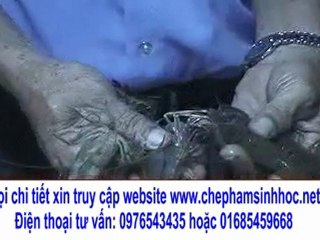 Mô hình nuôi tôm hiệu quả tại tỉnh Hải Phòng