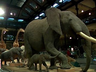 Autour de la question - Eric Gonthier - « Pourquoi fêter la science au Muséum ? »