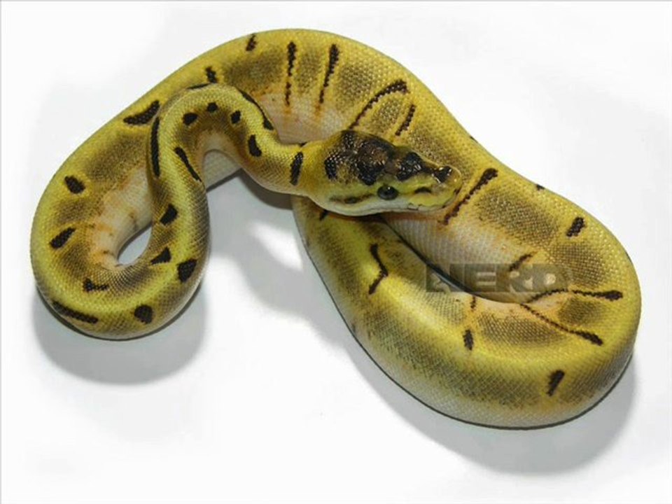 mes regius + quelques combo