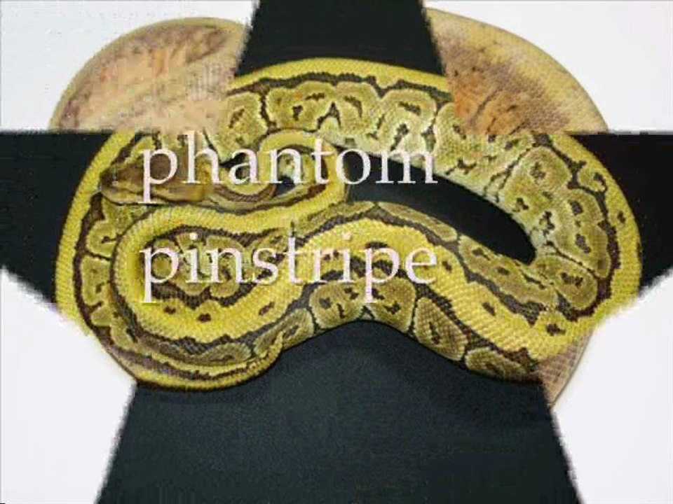 python regius pinstripe