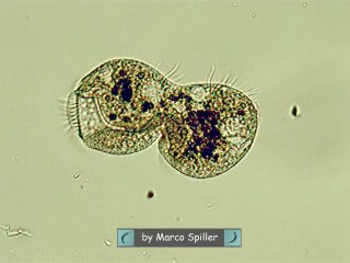 Euplotes: binary fission