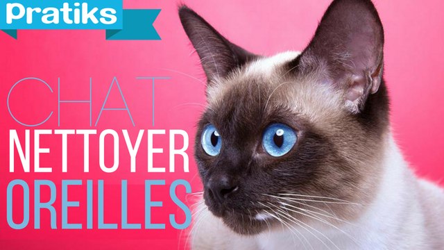 Conseils véto - Comment nettoyer les oreilles de son chien ?