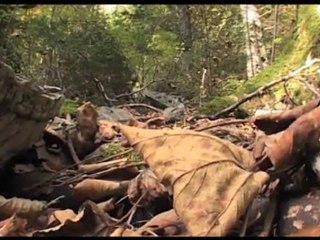 Pour vous en Pays de Savoie : "Filière bois"