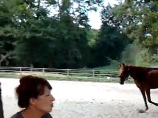 Taho au galop en liberté