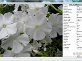 Sort and rename photos by date -  freeware AmoK Exif Sorter