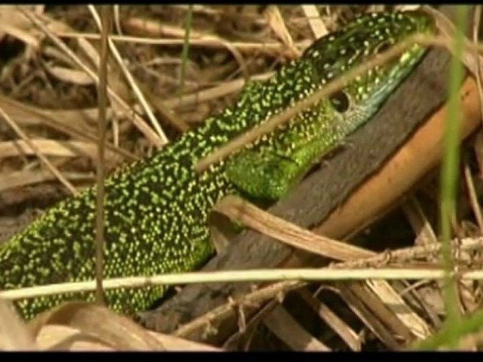 Balade entre Pinail et Moulière
