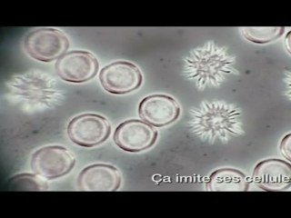 Yannick Dahan The Thing 2011