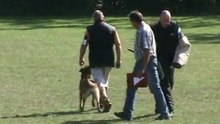 Sammer-Greta-Belgiersieger-2011-Schutz