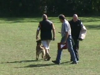 Sammer-Greta-Belgiersieger-2011-Schutz