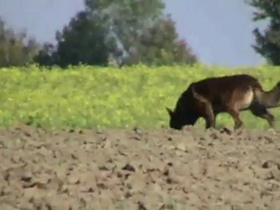 Egger-Casanova-Belgiersieger-2011-Fährte