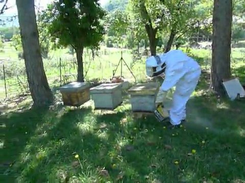 Apiculture - enfumage extérieur d'une ruche