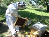 Apiculture - ouverture d'une ruche