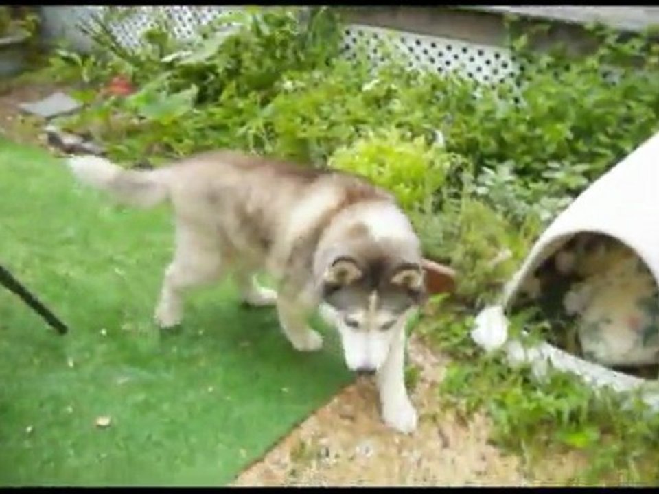 Dog Arthritis Natural Treatment| Chondropaw works!