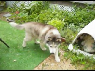 Dog Arthritis Natural Treatment| Chondropaw works!