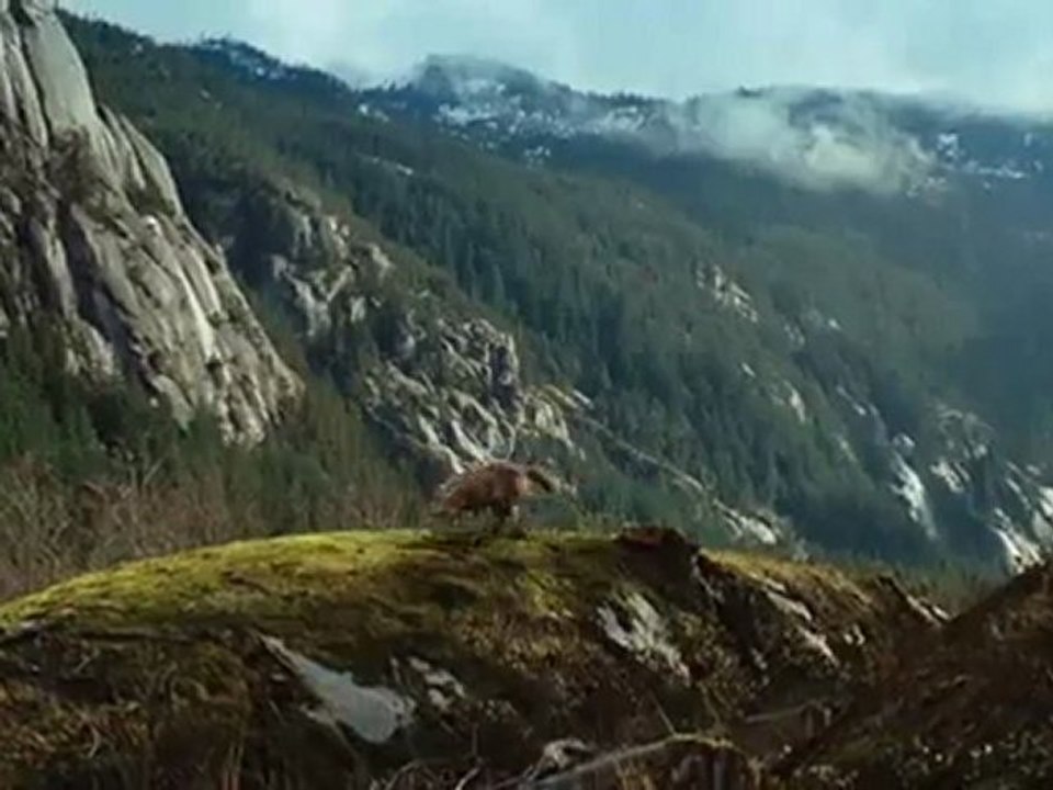 Subtitulado- The Twilight Saga: Breaking Dawn Pt. 1 - 2nd. TV Spot "Event"