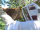 Apiculture - examen du cadre d'une ruche