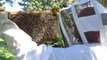 Apiculture - examen du cadre d'une ruche