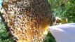 Apiculture - examen du cadre d'une ruche = la reine