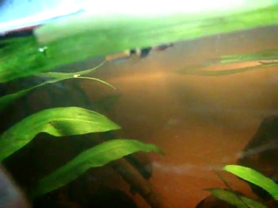 Pseudepiplatys annulatus