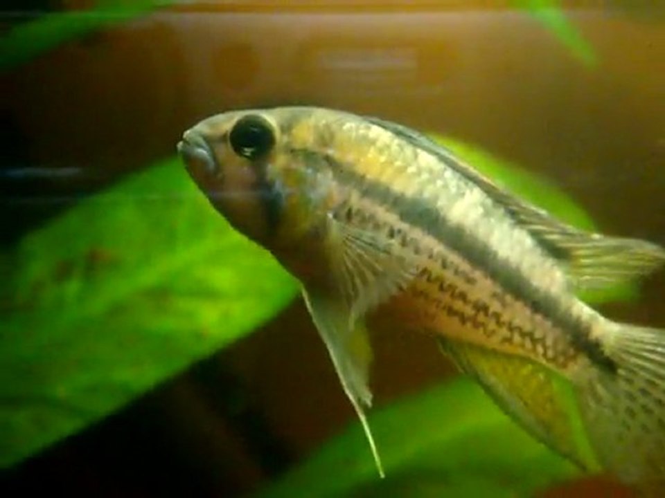 mâles apistogramma cacatuoides perou sauvage