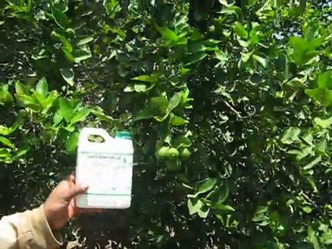 Greenforce - Limones- Colima