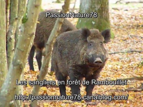 Les sangliers en forêt de Rambouillet