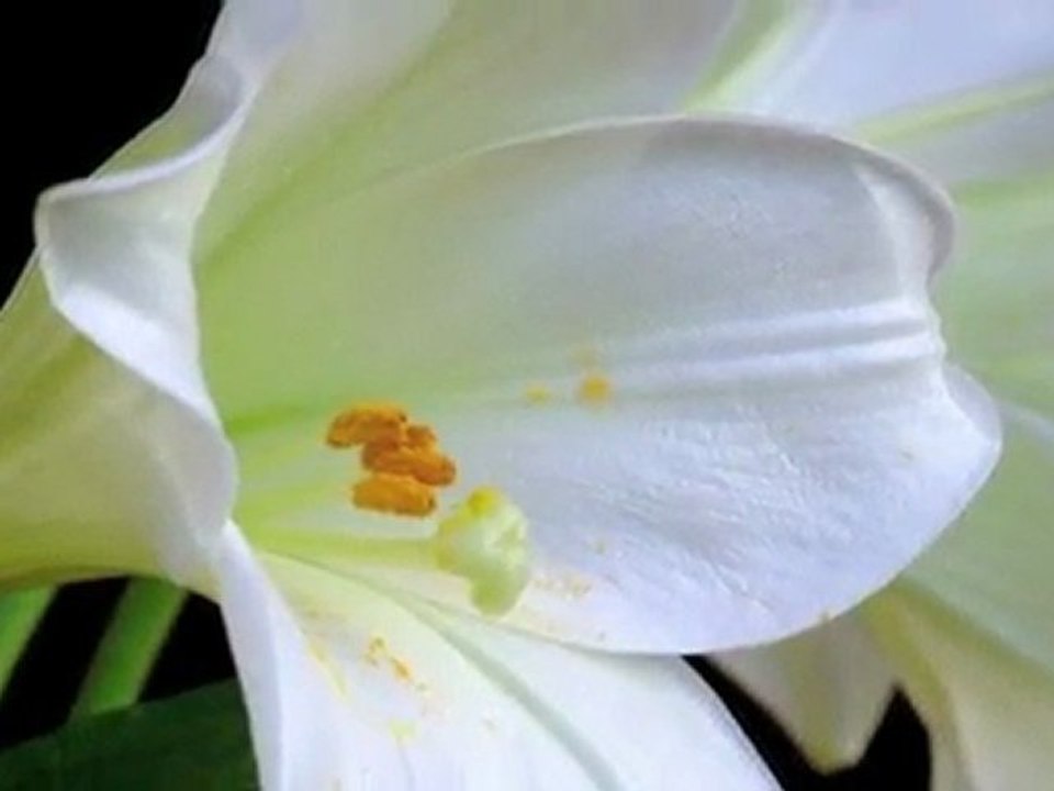 Sweet