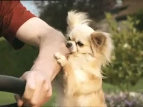 Publicité Viking Chiens