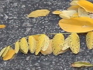 Bülent Ortaçgil - hiç canım yanmaz - görüntüler: Ferhat Alpözen