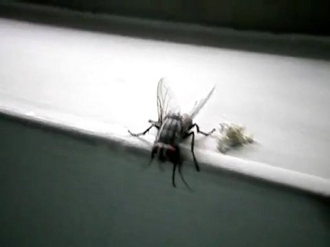 Avez-vous déjà vu une mouche qui accouche ?